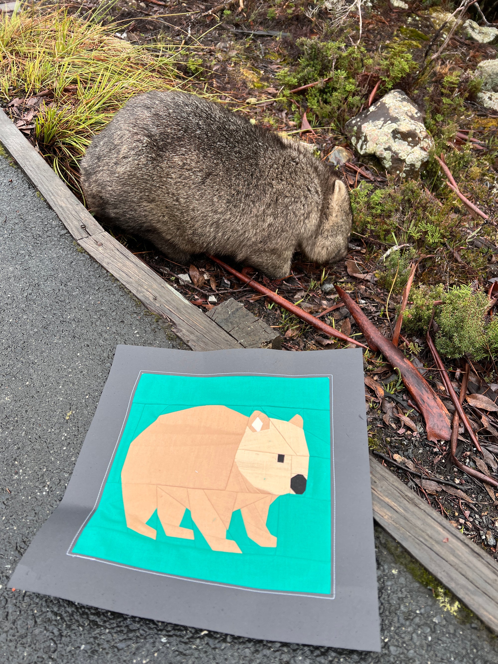Wombat foundation paper pieced quilt block photographed with real wombat reference